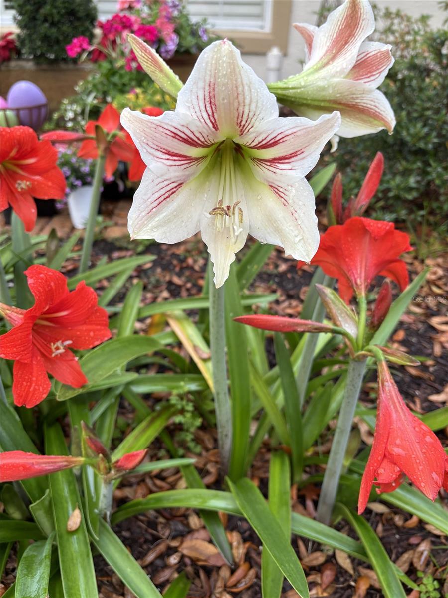 MAGDA ESTATES - Residential