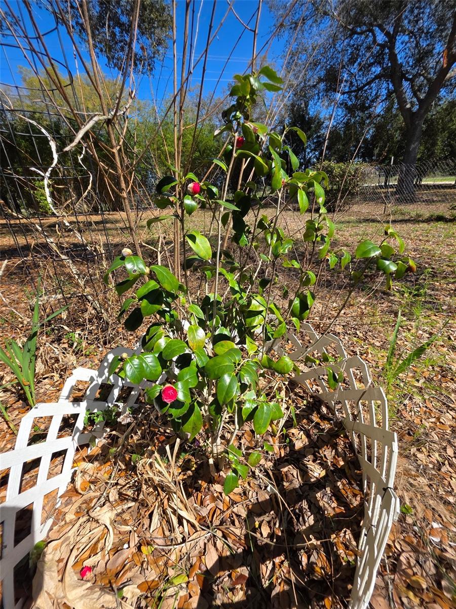 COUNTRY WALK ESTATE - Land