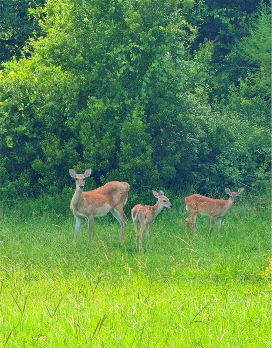 MAGNOLIA ESTATES - Residential