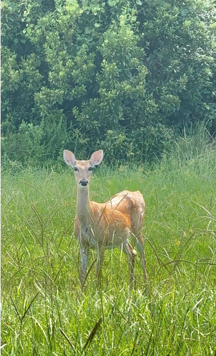 MAGNOLIA ESTATES - Residential