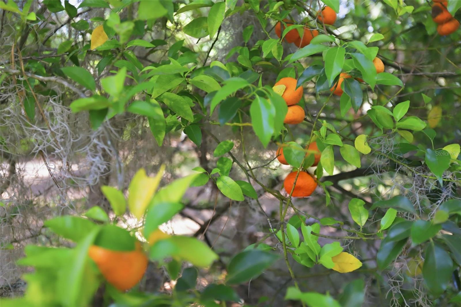 NO SUBDIVISION - Residential