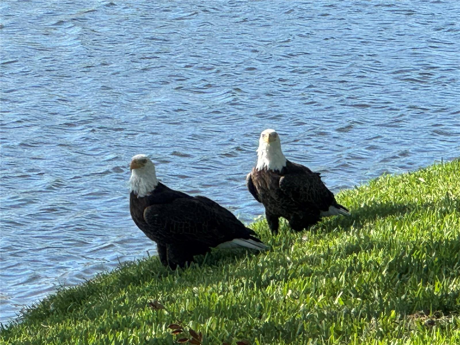 ENGLEWOOD ISLES SUB - Residential