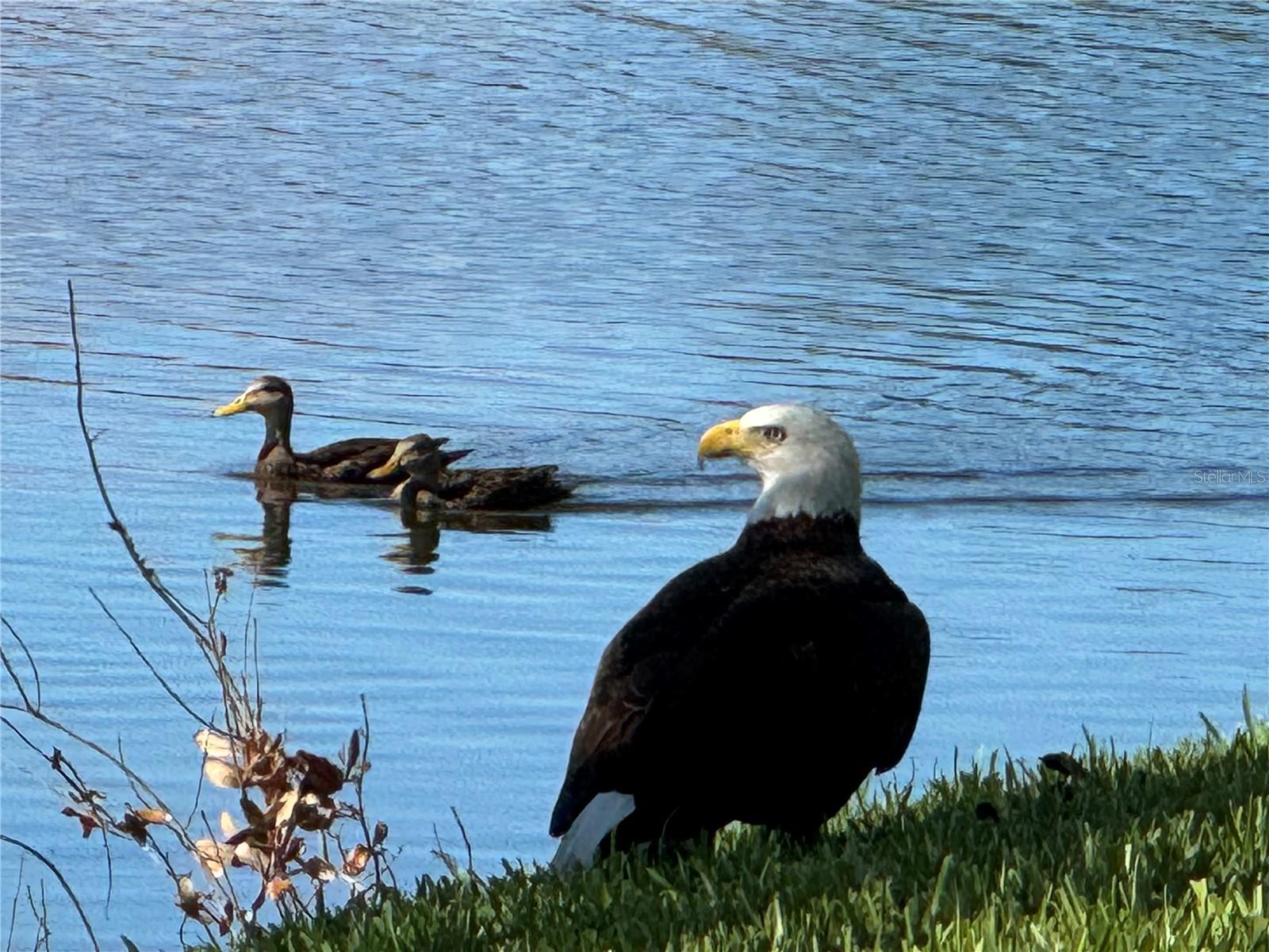 ENGLEWOOD ISLES SUB - Residential