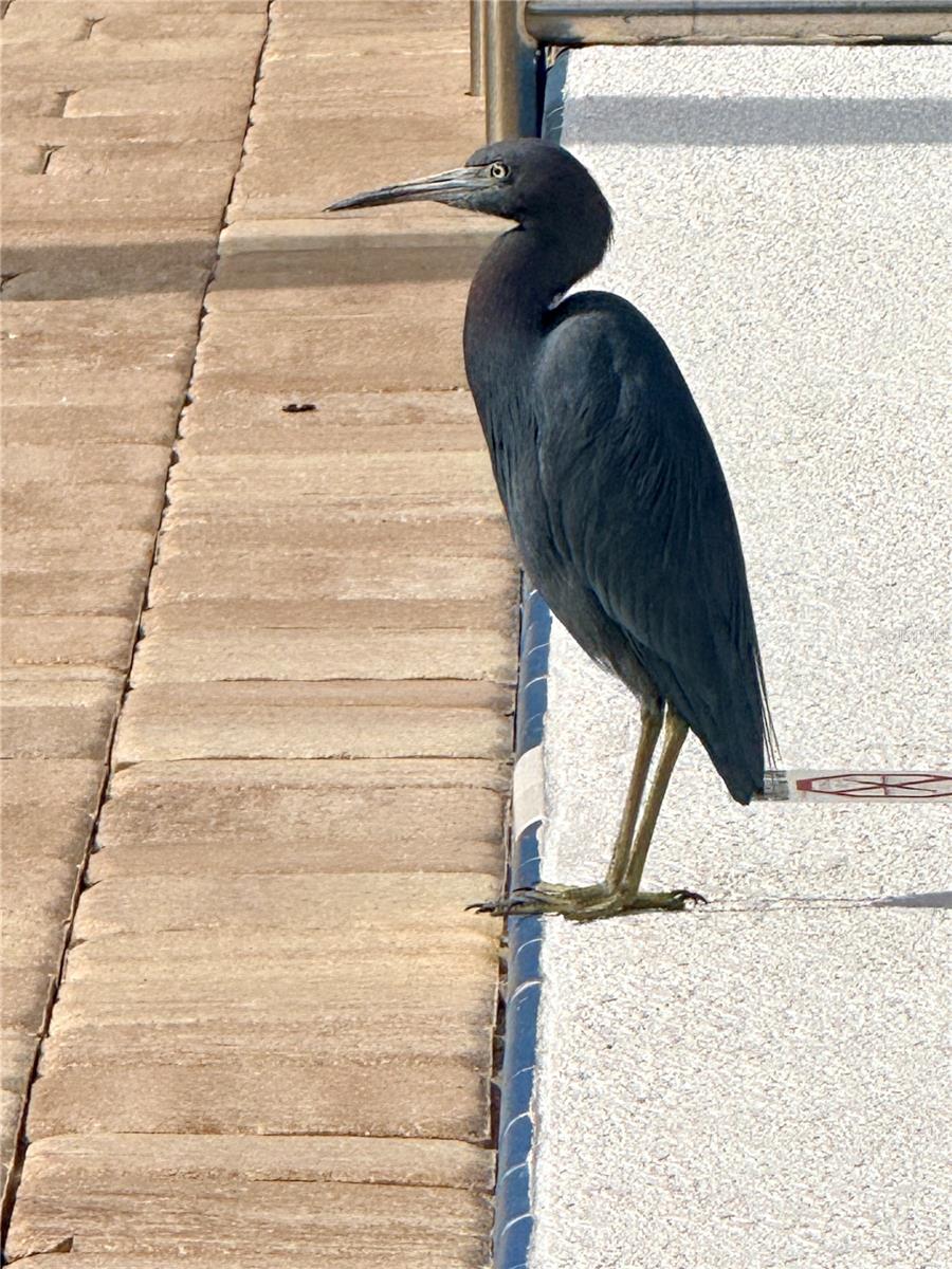 ASHWOOD CONDOMINIUM ASSOCIATION - Residential