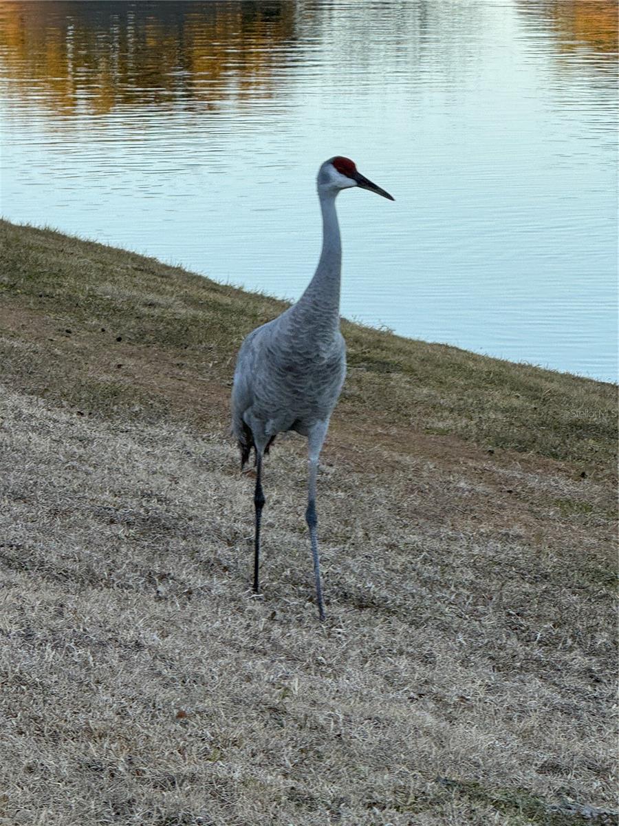LAKES/MOUNT DORA PH 2 - Residential