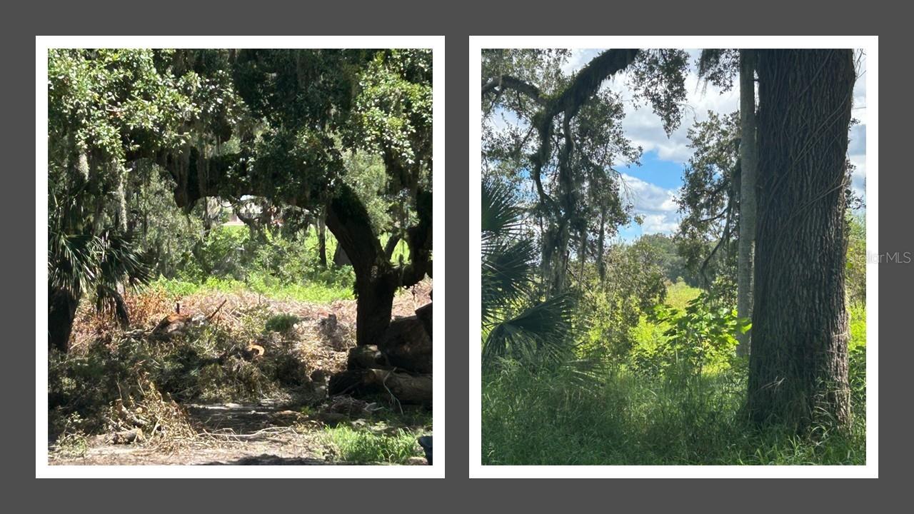 Prime 4.64-acre residential lot in the growing City of Apopka. Zoned A-1/Citrus Rural, this
expansive property offers flexibility for a custom home, private retreat, or small hobby farm.
Gently rolling terrain with mature trees creates a picturesque setting, with existing electricity and
well water available. Conveniently located near Wekiwa Springs State Park, Kelly Park, and
Lake Apopka Wildlife Trail, plus shopping, dining, and FL-429 for easy commuting. Rare
opportunity to enjoy seclusion and natural beauty with quick access to Orlando.