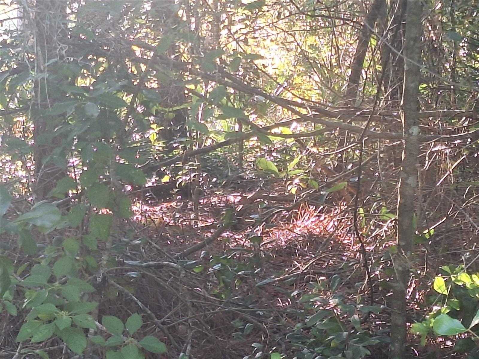 DELTONA LAKES UNIT 59 - Land