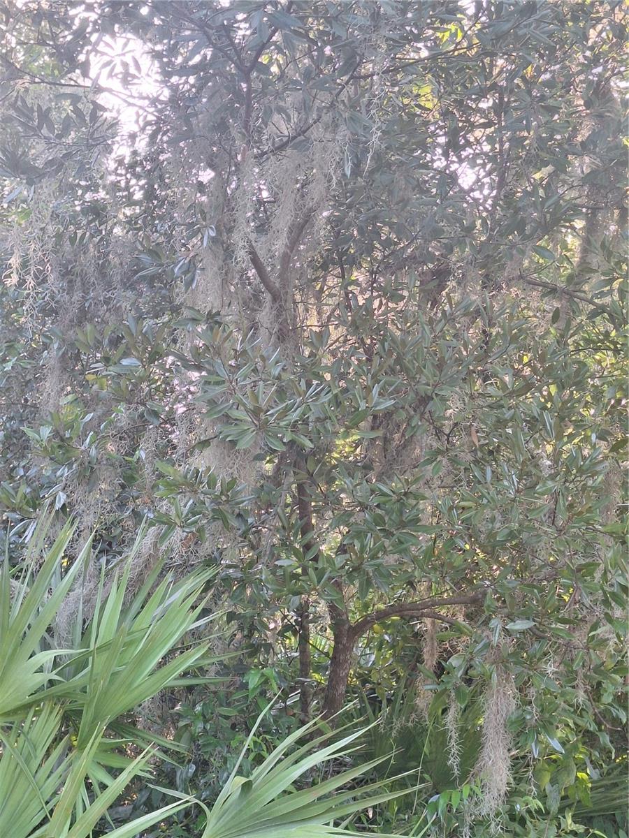 DELTONA LAKES UNIT 59 - Land