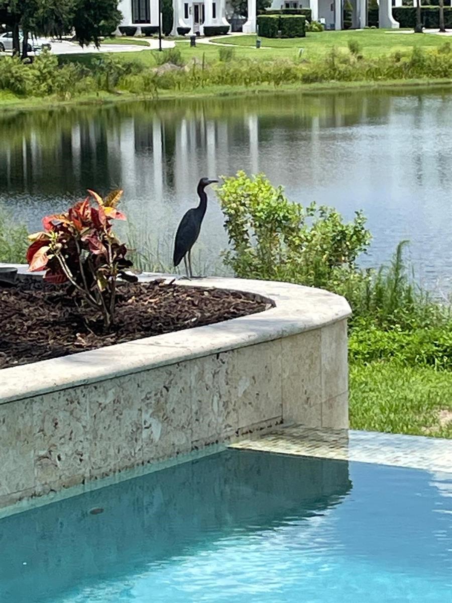 LAKESHORE PRESERVE PH 1 - Residential