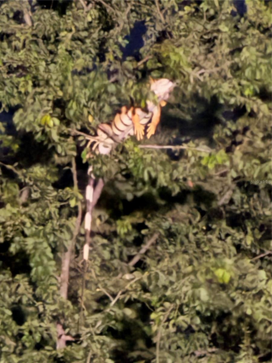 BOQUERON WARD - Residential