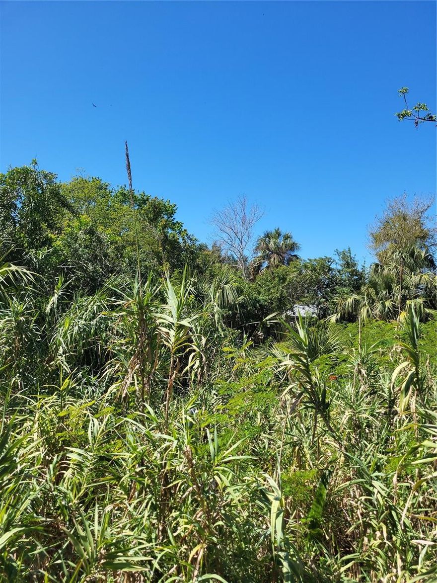 .13 acer for sale, 60x95 lot, has water hook up & (Sewer NI Fla) at property, impact fees paid up to a 1100 sq foot home, power pole on property no meter. Property was cleared of old home, just bamboo and vegetation remain on property.  
Seller motivated !