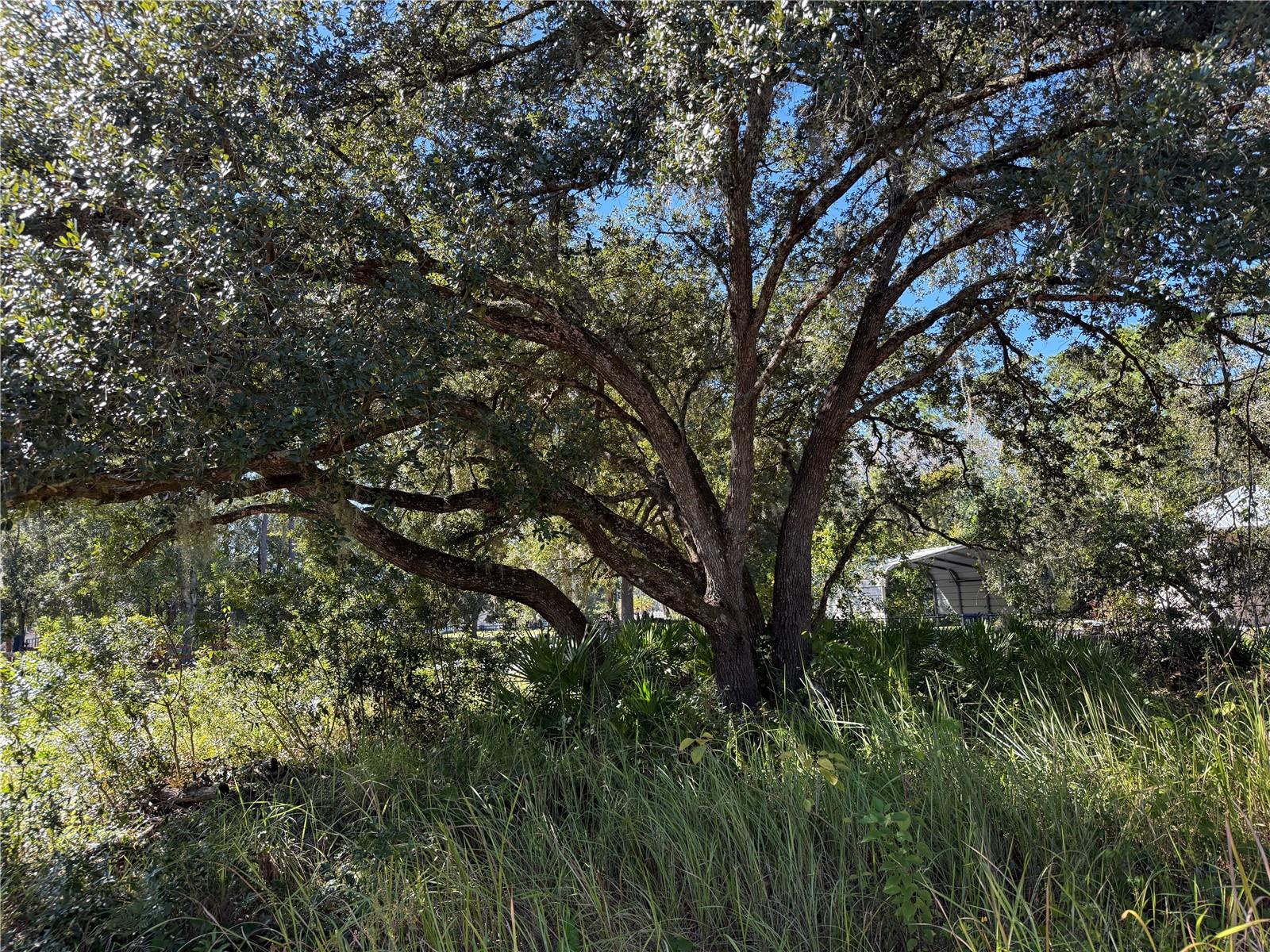 QUAIL HOLLOW PINES - Land