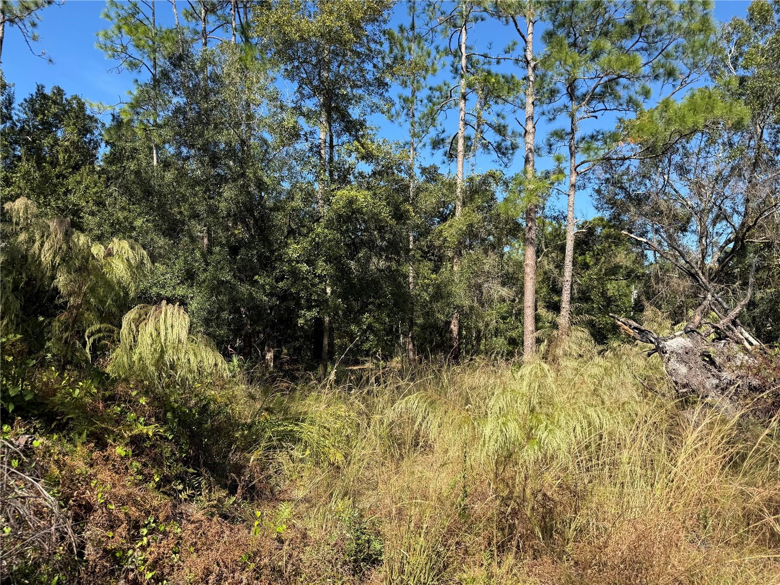 QUAIL HOLLOW PINES - Land