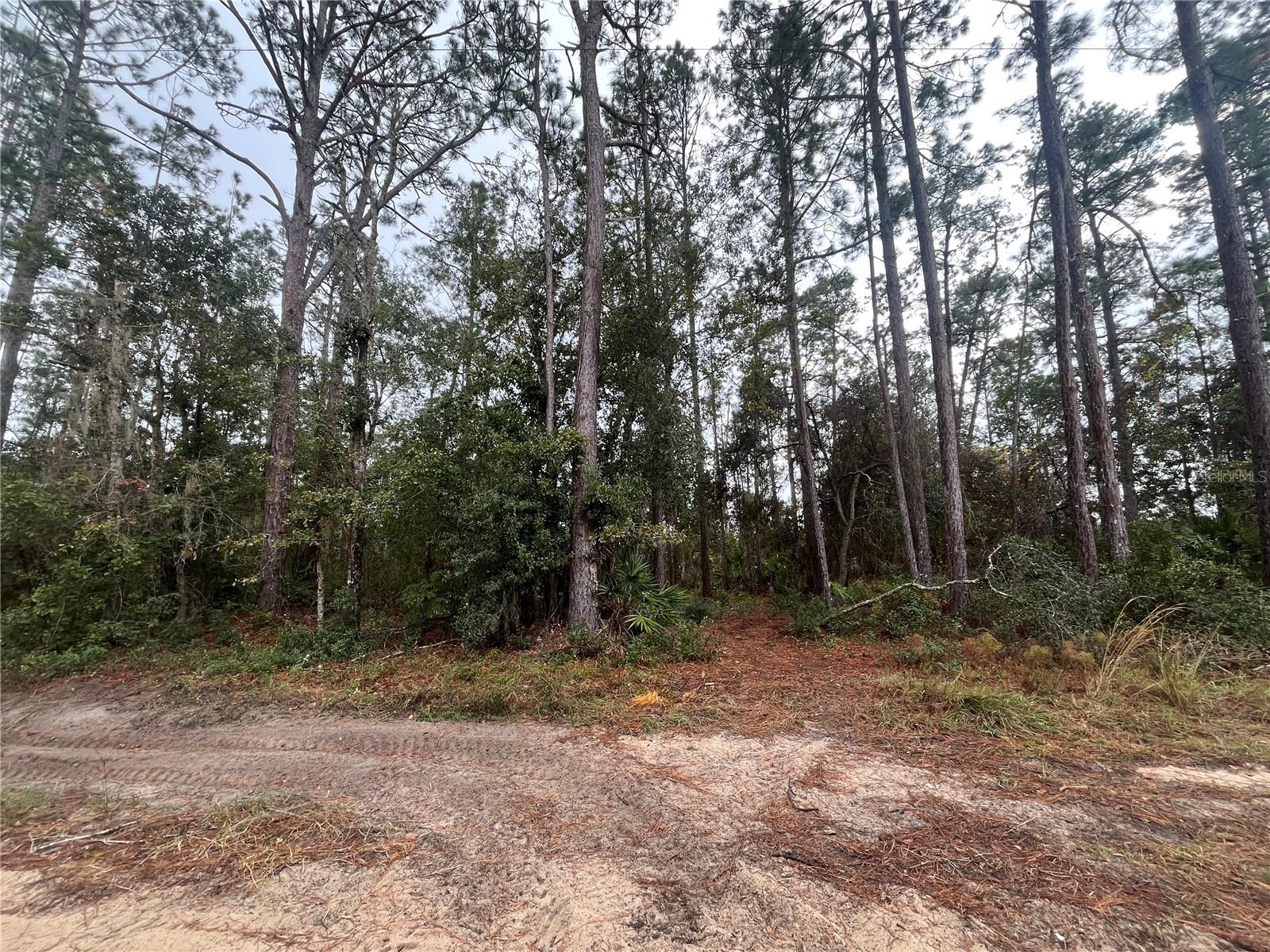 FINANCING AVAILABLE. Escape to the sounds of nature and gorgeous lake views. Build or bring your dream home on this beautiful half-acre lot located on serene Lake Virginia. Enjoy watching sunrise and sunsets every day over the lake. Looking to purchase your dream property in Florida, look no further. This lot is listed below the market value! Buying Land in Florida is a solid investment for your future, build your dream home, vacation home, rental investment or let the land build value as a great long-term investment to resell for a future profit. Owner Financing Available. Neighboring lot is 205 Susan st.