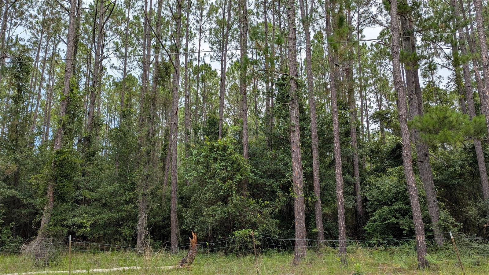 Naturally inviting, wooded and fenced, 10+ high and dry acres in the quaint rural community of Windsor, Florida. Enjoy the lovely scenery of wildlife, mature pine trees, and heritage oaks. A wonderful setting for your new home and tranquil lifestyle. Newnan's Lake boat ramp/park is just blocks away. Windsor is only minutes from Gainesville, home to the University of Florida, medical centers, and a wide variety of shopping, restaurants, and entertainment. This property is a rare North Central Florida gem! Don't miss it!