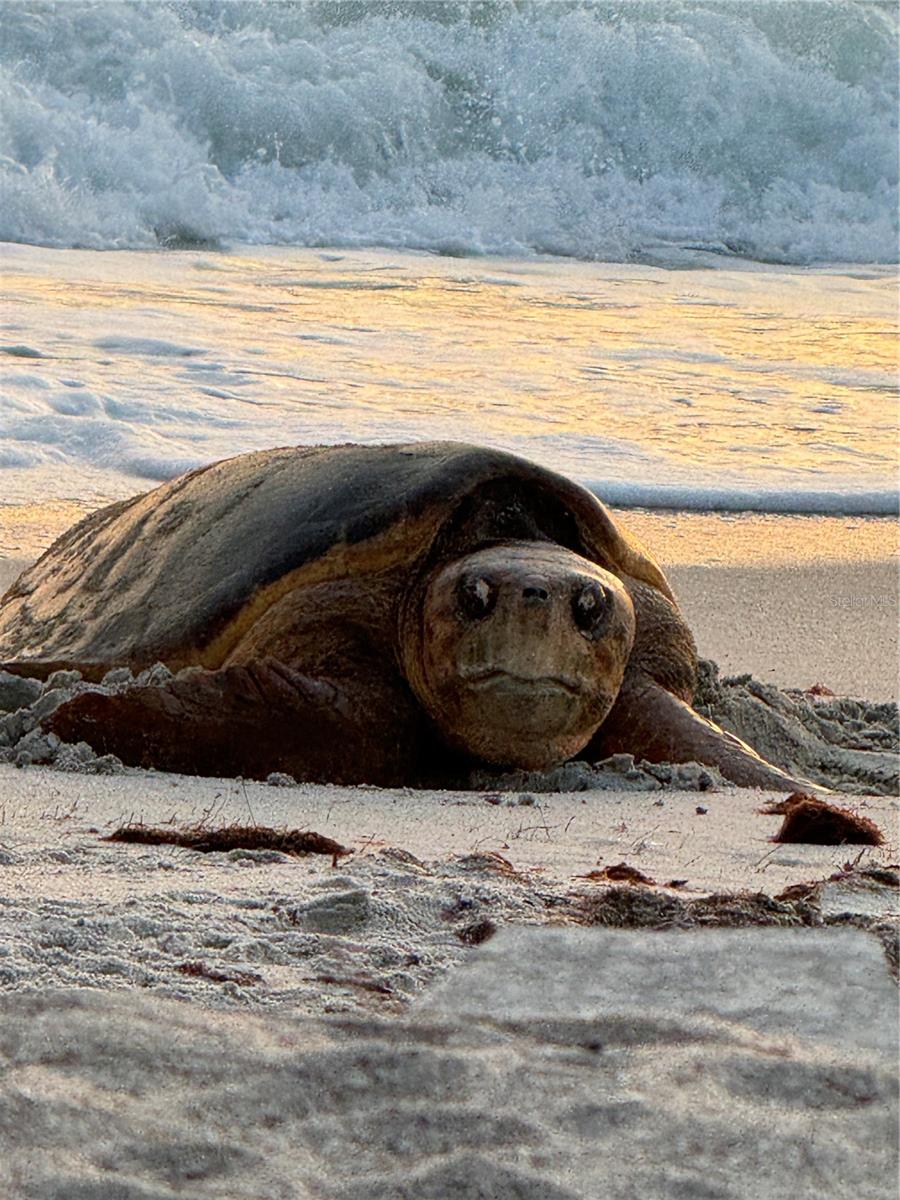 VENICE GARDENS - Residential