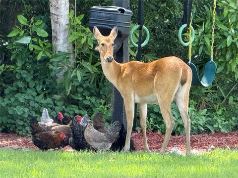 Tiny photo for 10909 Mattioda Road, Groveland, FL 34736 (MLS # G5105587)