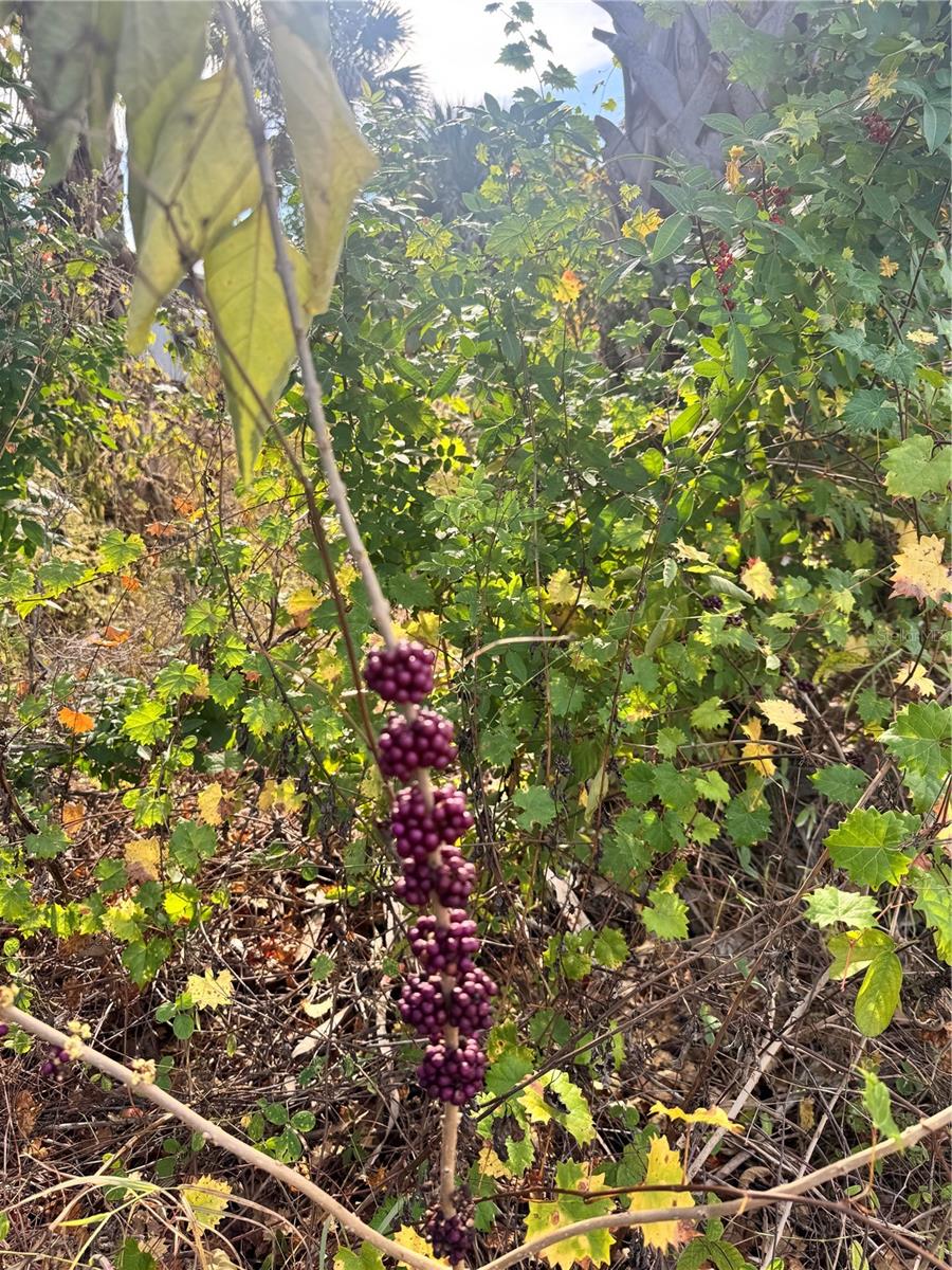 PORT CHARLOTTE SEC 031 - Land