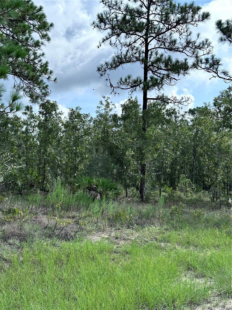 This spacious half-acre lot features a cleared area along the road frontage, offering a perfect canvas for your dream home and ensuring privacy and tranquility. With easy access to US Hwy 19 and Suncoast Parkway, this location is ideal for commuters. Additionally, the property is just 10 minutes away from zoned Elementary, Middle, and High Schools, making it a convenient choice for families. There are plenty of recreational activities nearby, including Weeki Wachee Springs State Park for kayaking and boat tours, Glen Lakes Golf Club, Annutteliga Hammock Hiking/Walking Trails, and Hernando Beach. This property offers the perfect opportunity to create your own oasis, with the added bonus of NO HOA, NO CDD, NO Deed Restriction and NO flood insurance required. Conveniently located just 25 minutes from Downtown Brooksville and less than an hour from Tampa International Airport, this property is a must-see for buyers looking for a peaceful yet accessible location. Don't miss out on the chance to make this property your own!
