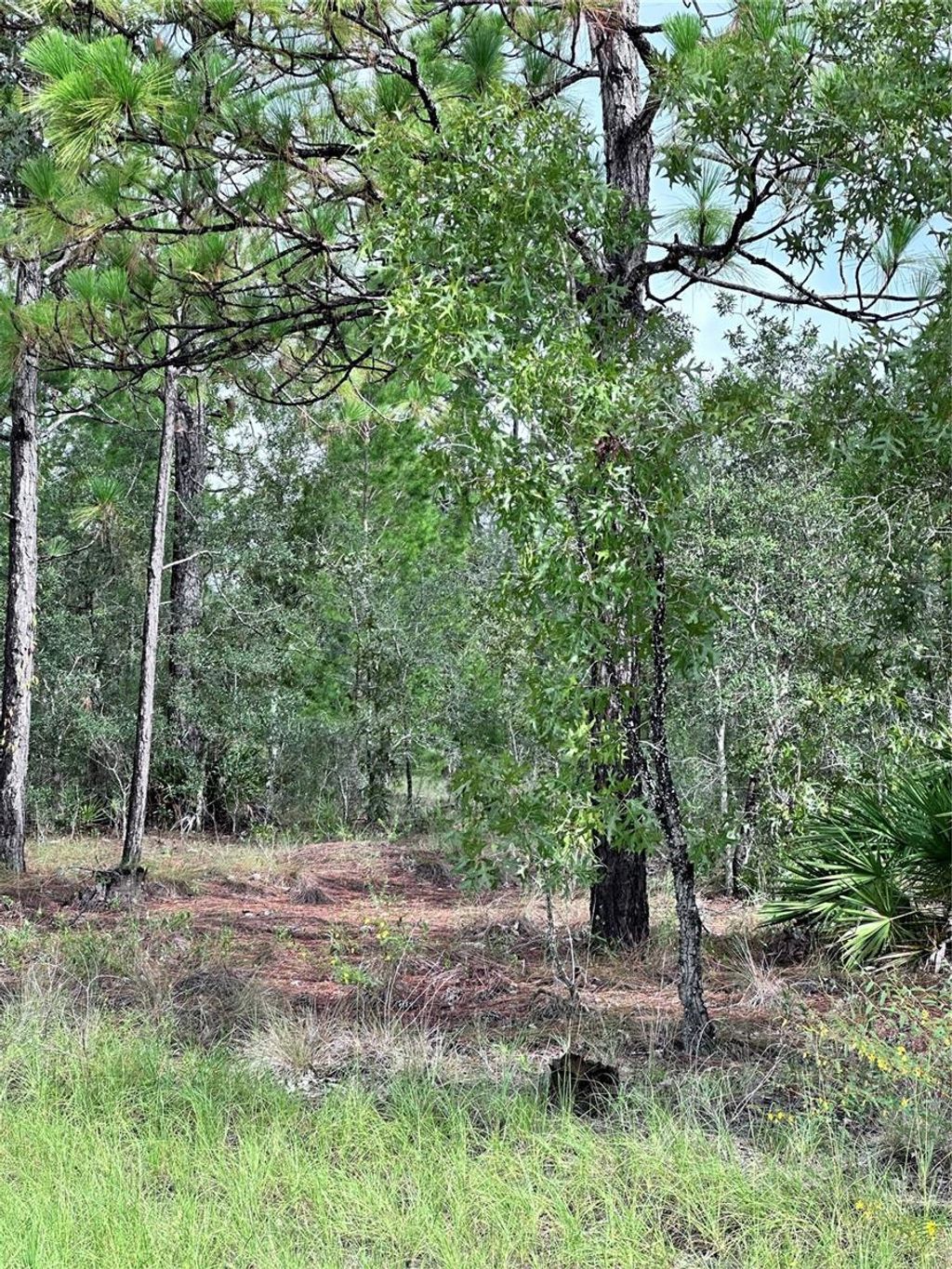 Photo of Scaup Duck Avenue, Weeki Wachee, FL 34614 (MLS # TB8401124)