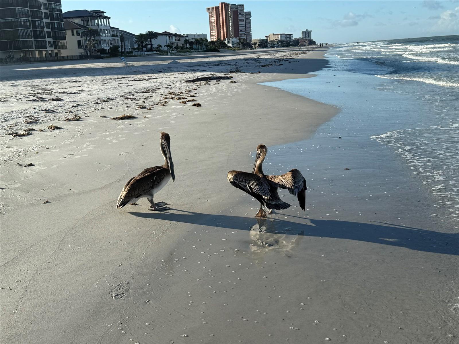 GULF SHORES CONDO - Residential