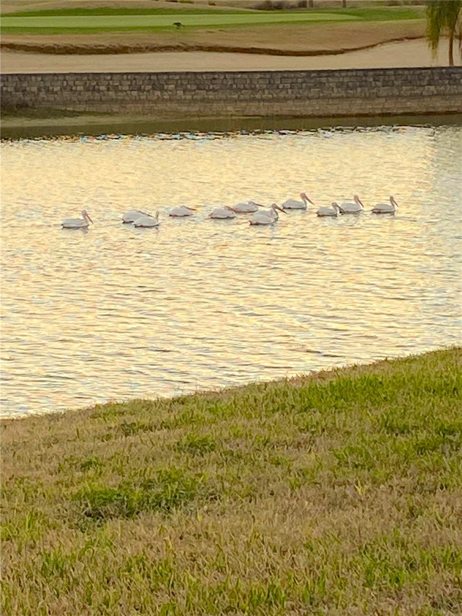 STONE CREEK BY DEL WEBB-BUCKHEAD - Residential