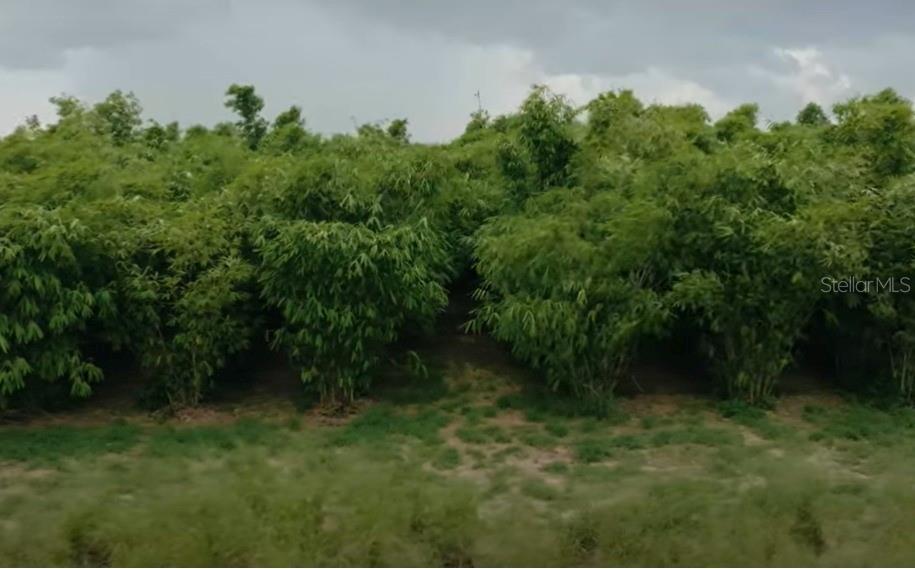Bamboo Farm For Sale - Location - West Frostproof, Florida Acres - 12.92 acres Price - $420,000 Farm Description - The farm is part of a large managed farm totaling 77 acres, developed in 2021. The variety is Dendrocalamus Asper. The setting is 8’ x 12’ approximating 400 plants an acre. The plants are very healthy and are in their first harvest year. This farm is best in class with plants 30 feet tall and culms 3-4” in diameter. The market price for bamboo shoots is currently $1.00/lb and it's projected to produce 7500 lbs an acre at maturity at year 7. *Motivated Seller, Bring all offers! Unbeatable Florida Farming Investment Opportunity! Are you ready to secure your financial future with a turnkey investment that’s as profitable as it is sustainable? Introducing Florida Bamboo Farming—an exclusive, high-growth, high-profit opportunity that’s taking the agricultural world by storm! If you’re seeking a passive investment that requires zero hands-on labor, this is your chance to get in on the ground floor of a rapidly emerging industry! Why Bamboo Farming in Florida? Proven Viability: Bamboo farming in Florida has been thriving since 2017, with over 1,500 acres under cultivation by 150 individual owners. Scale & Productivity: Bamboo farming is scalable, highly productive, and boasts existing large, profitable markets for its crops. Exclusivity: Florida is home to the only large-scale commercial bamboo farms in the US—this is your chance to own a piece of this pioneering agricultural revolution. Act now, this is your opportunity to get into an exciting ground floor opportunity as one of the first to be a commercial bamboo grower in the U.S. !! (Some photos are for depiction and are of similar farms planted in nearby locations).