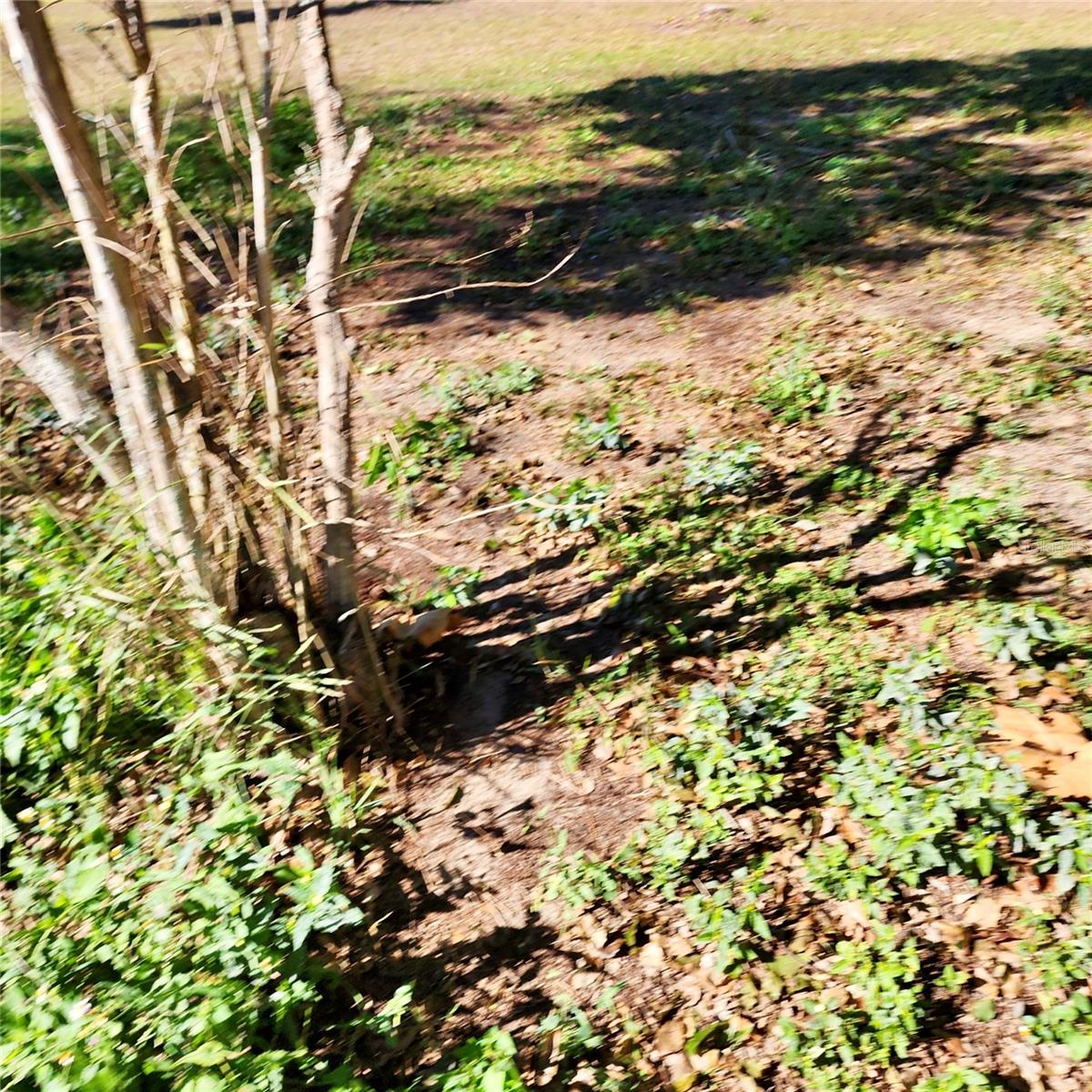 SADDLEBACK RDG - Residential