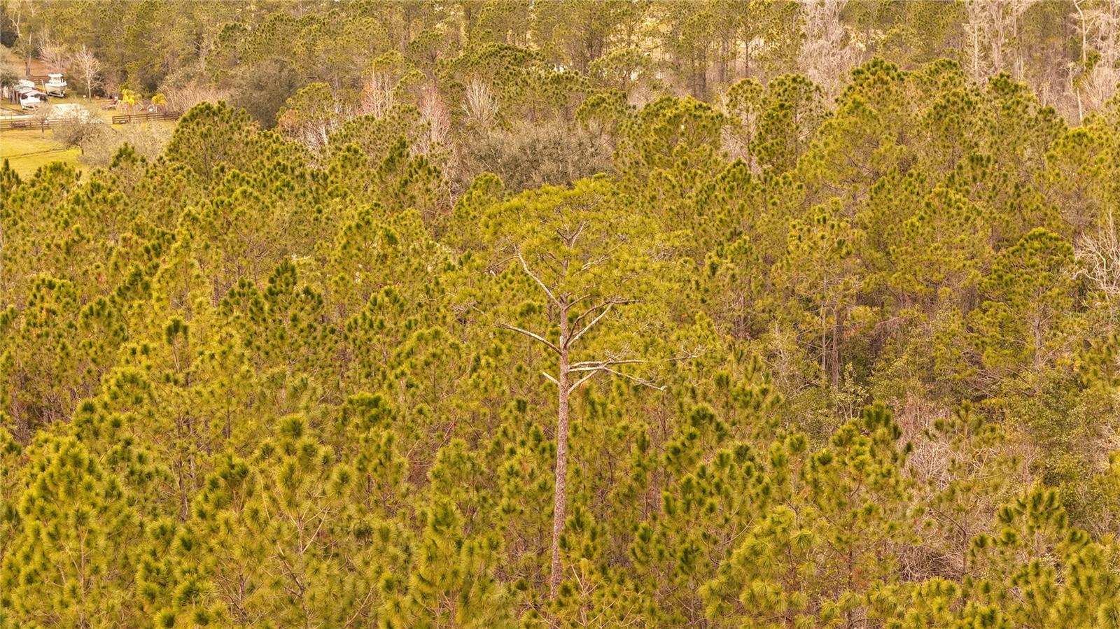 RIMA RDG RANCHETTES - Land