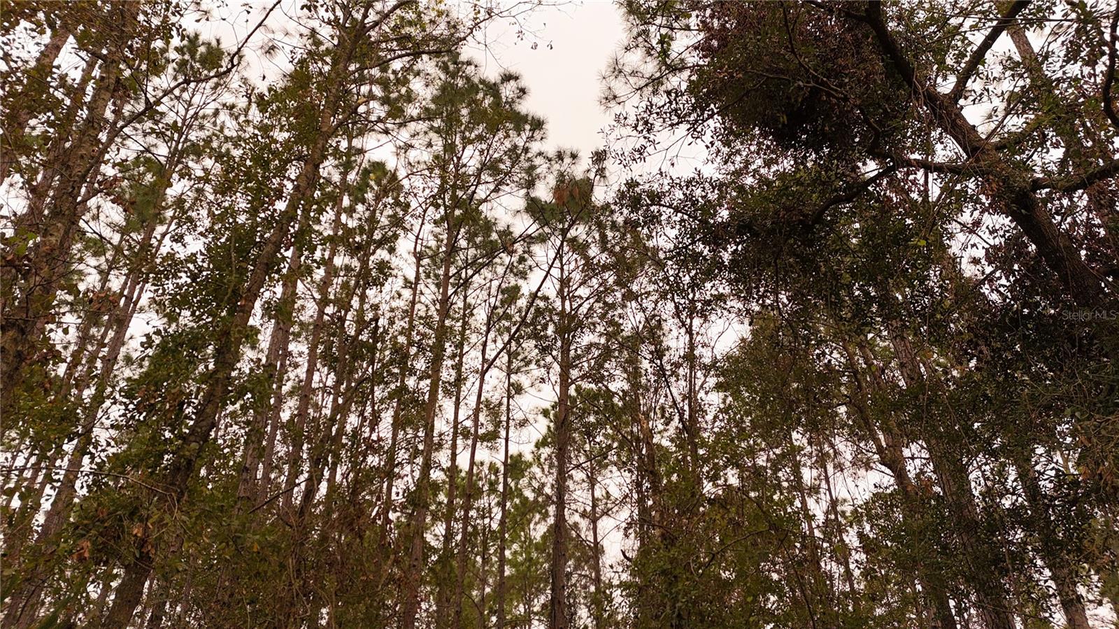 RIMA RDG RANCHETTES - Land