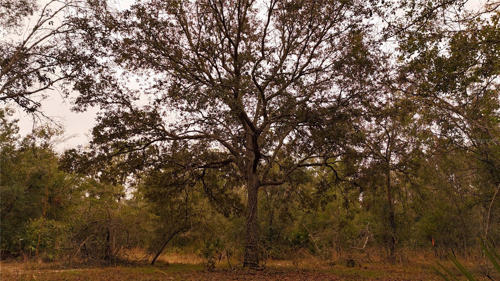 RIMA RDG RANCHETTES - Land