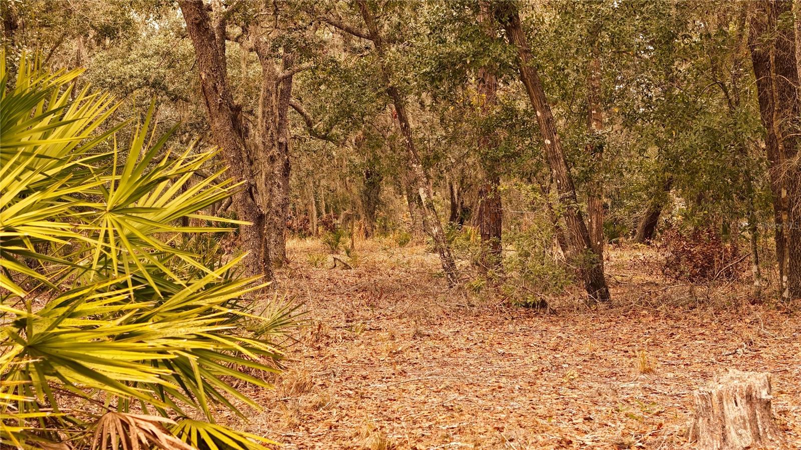 RIMA RDG RANCHETTES - Land