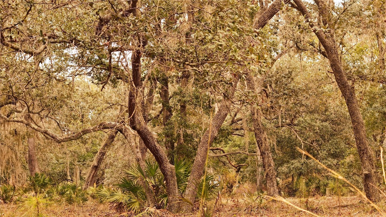 RIMA RDG RANCHETTES - Land