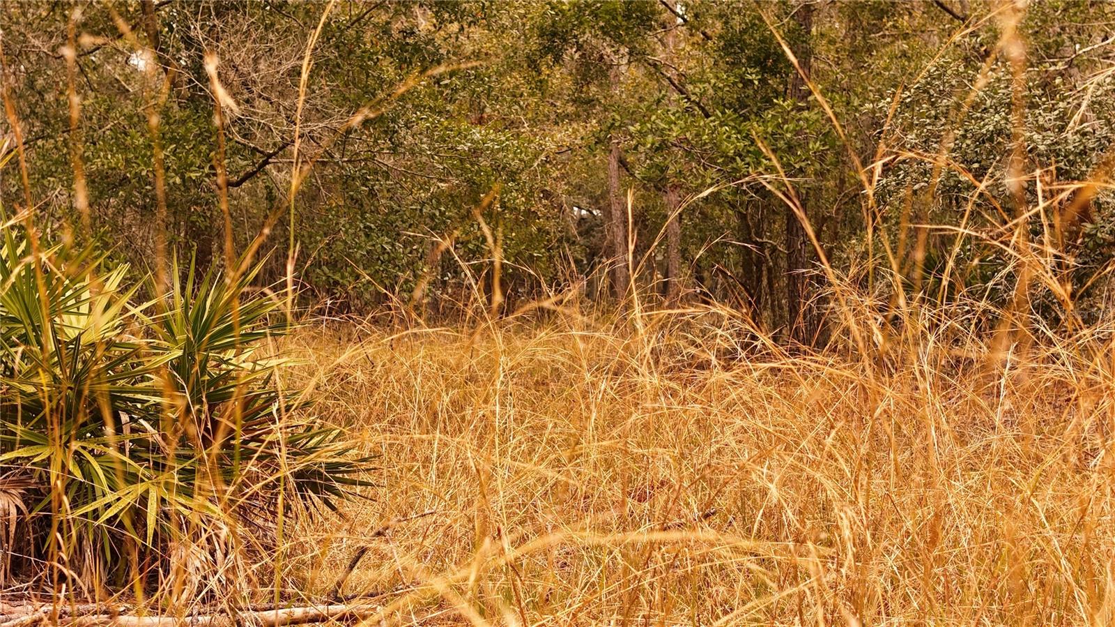 RIMA RDG RANCHETTES - Land