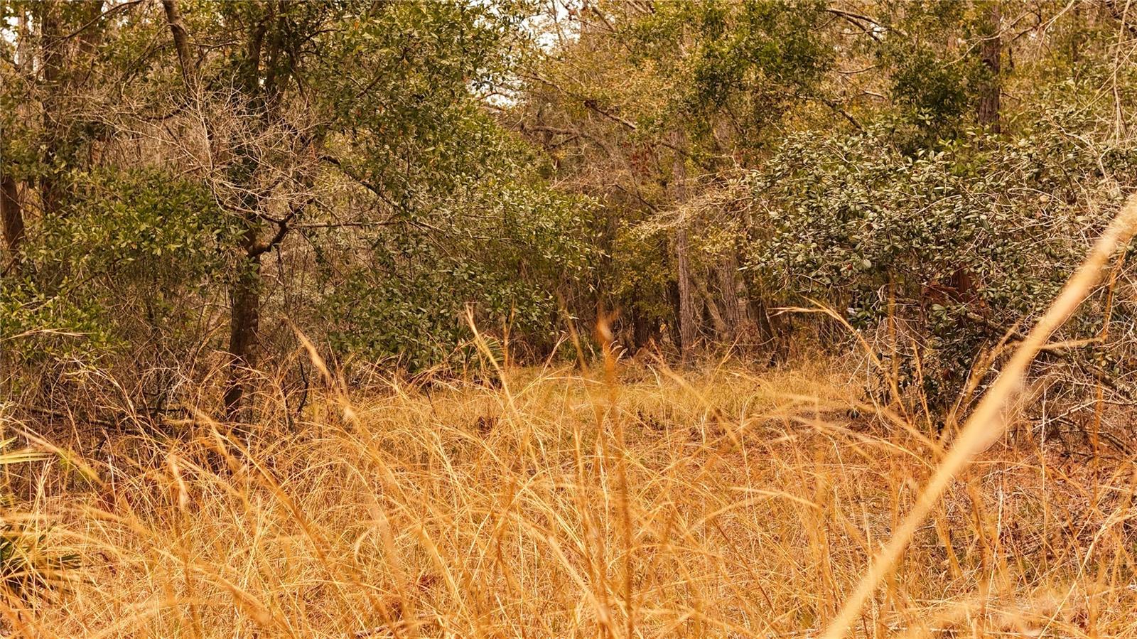 RIMA RDG RANCHETTES - Land