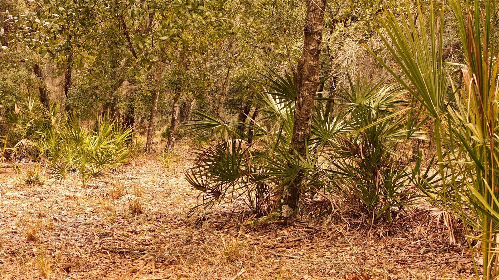 RIMA RDG RANCHETTES - Land