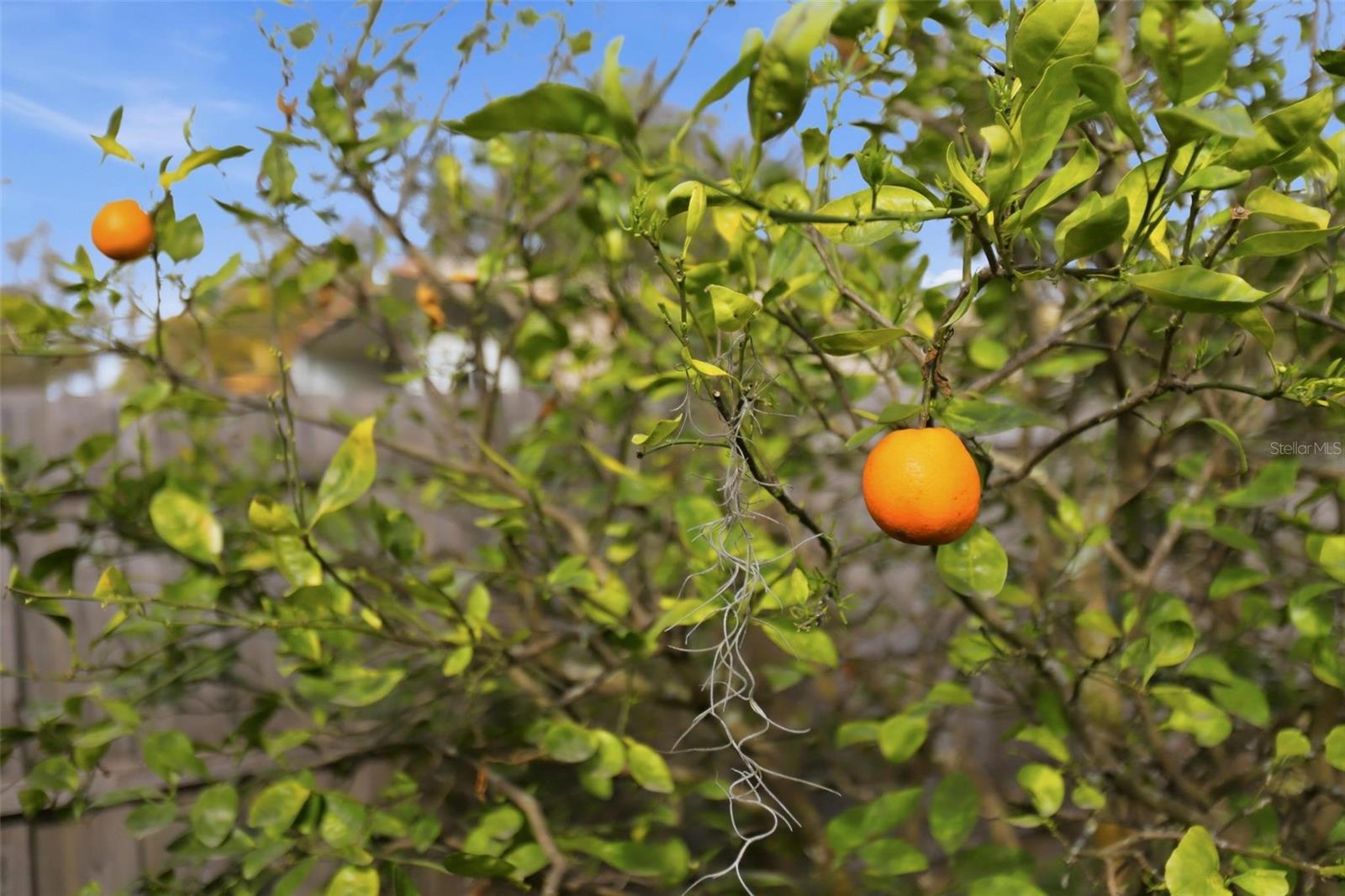 WINNEMISSETT - Residential
