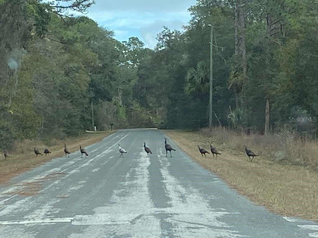 CITRUS HILLS 1ST ADD - Land