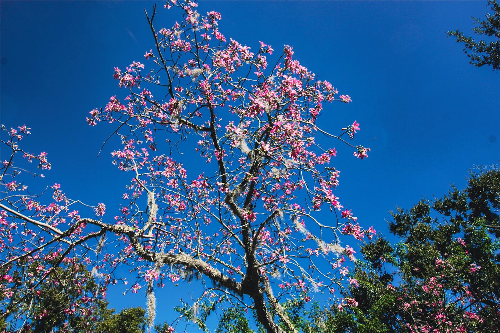 OLDSMAR REV MAP - Residential