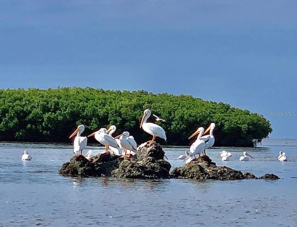 PEARSONS BLACK CREEK UNREC SUB - Residential