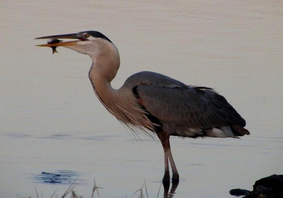 PEARSONS BLACK CREEK UNREC SUB - Residential