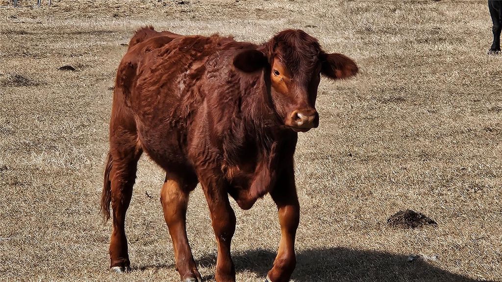 Photo of 7480 S Hobbs Point, Lecanto, FL 34461 (MLS # OM685418)