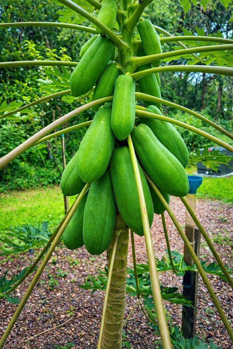 WYNDHAM ESTATES - Land