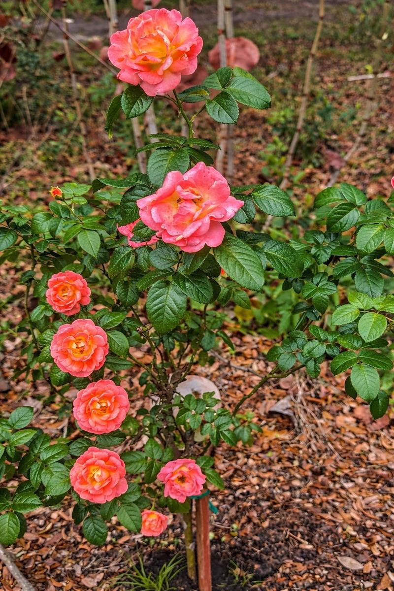 WYNDHAM ESTATES - Land