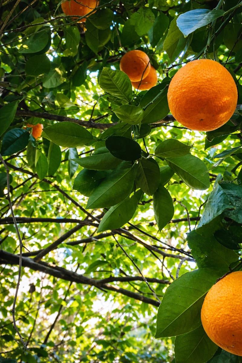 WYNDHAM ESTATES - Land