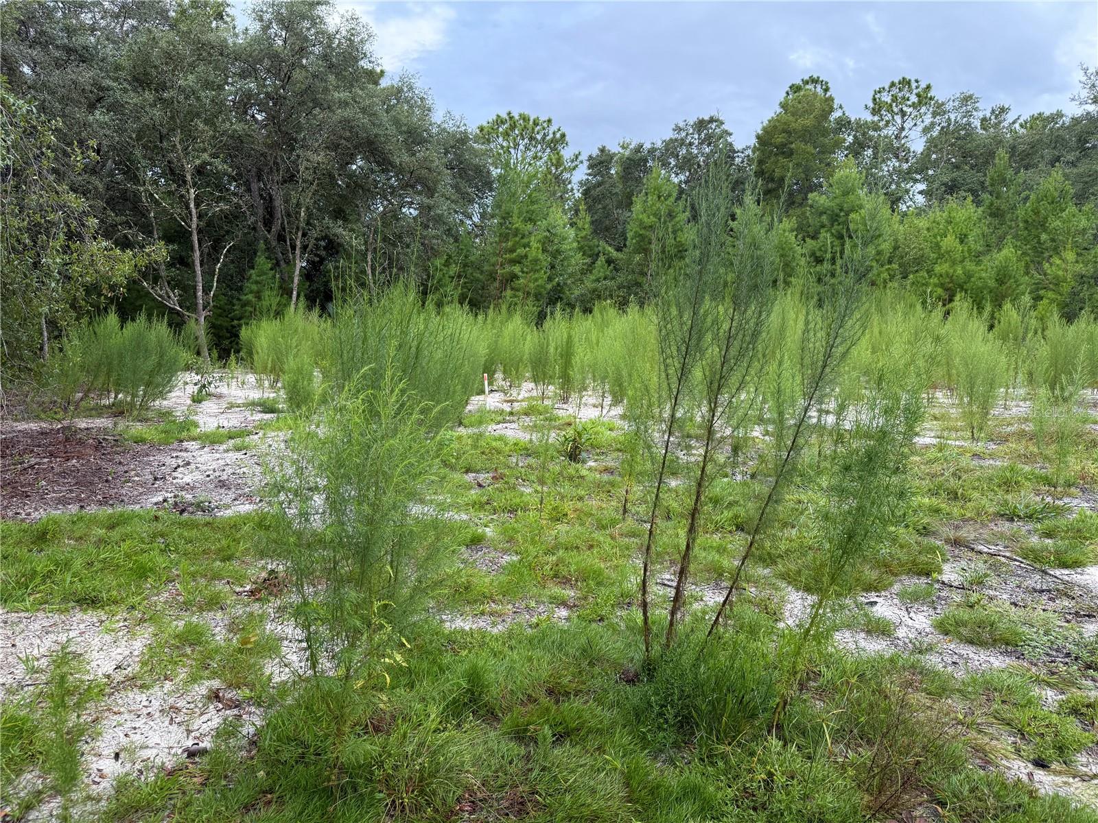 INTERLACHEN LAKES ESTATES - Land