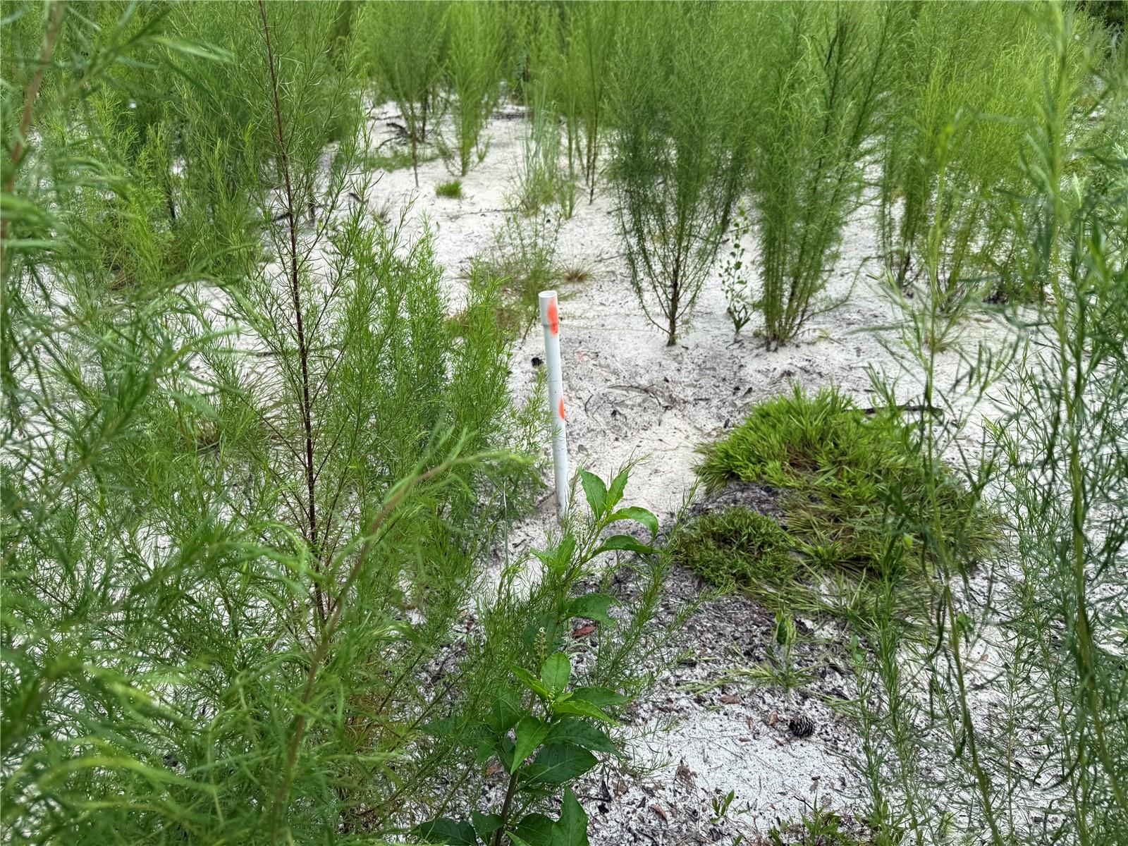 INTERLACHEN LAKES ESTATES - Land