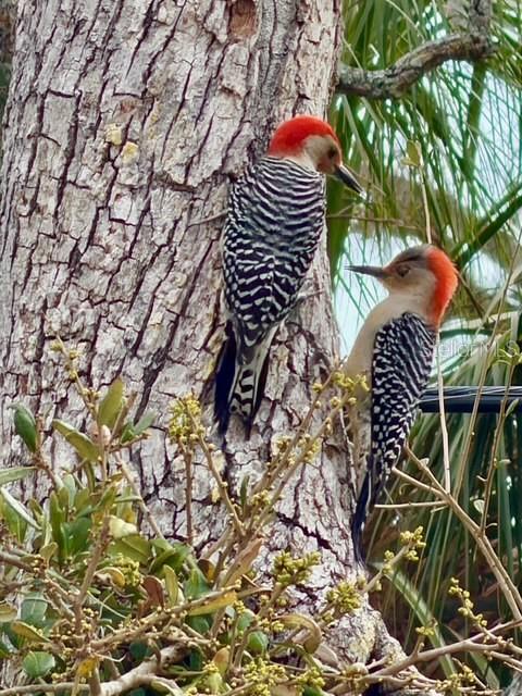 SIESTA BEACH - Residential