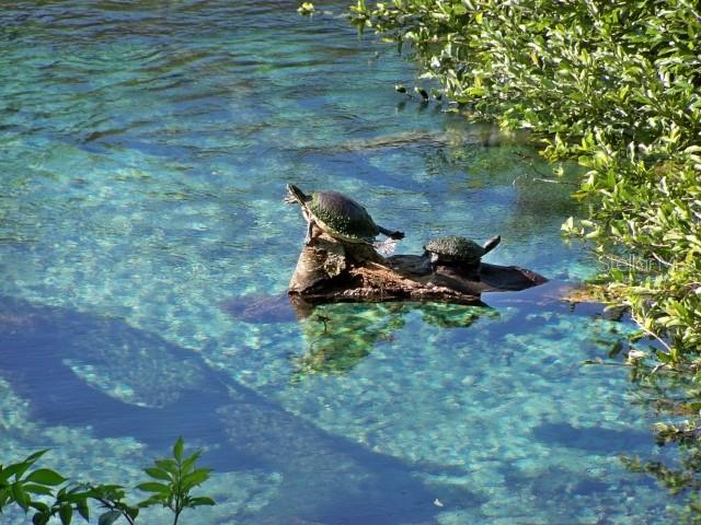 RAINBOW SPRINGS COUNTRY CLUB ESTATES - Residential