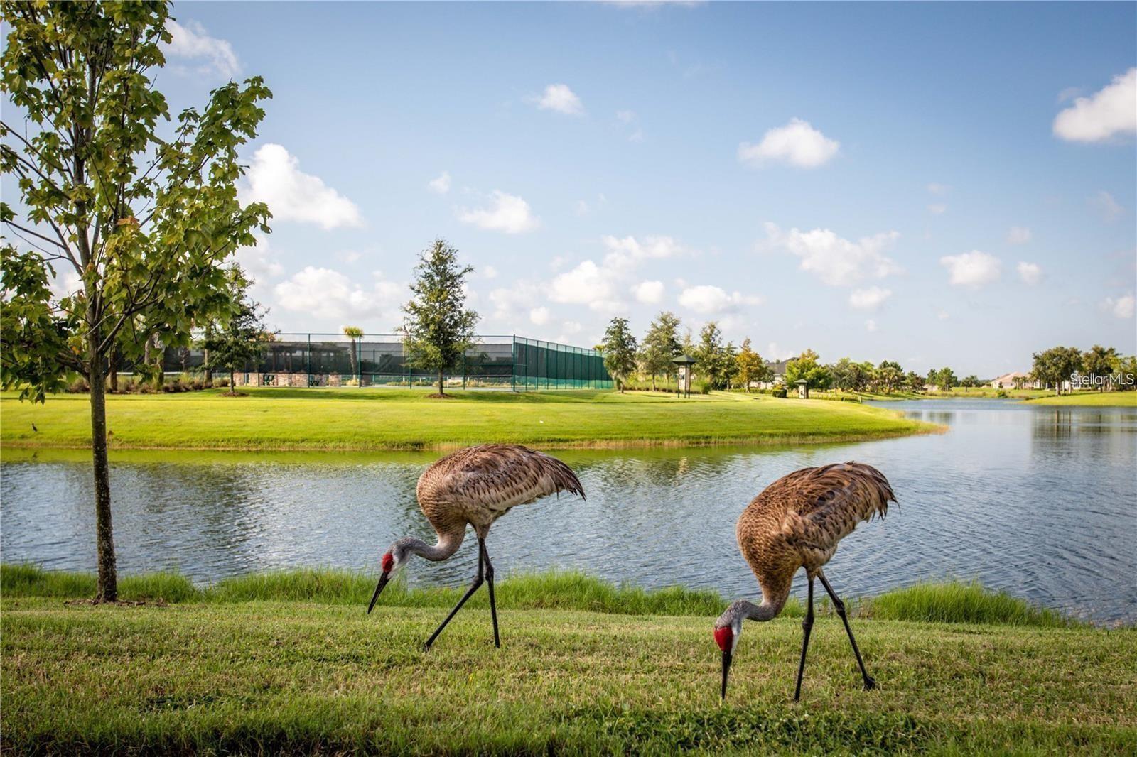 MOUNT DORA LAKES MOUNT DORA PH 01 - Residential